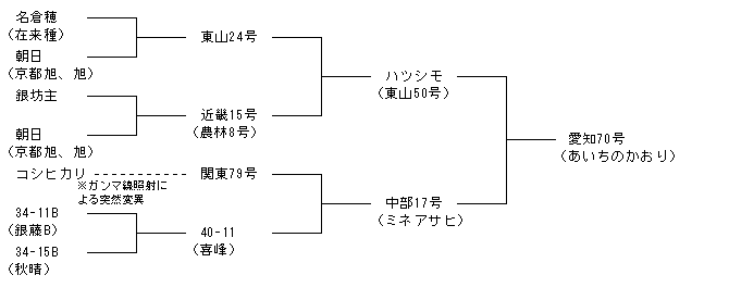 愛知70号