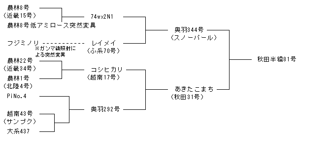 秋田半糯81号