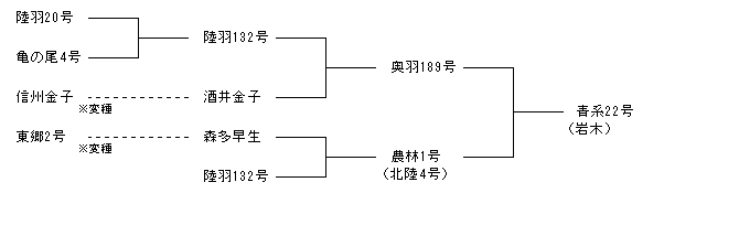 青系22号