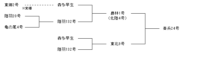青系24号