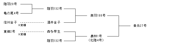 青系27号