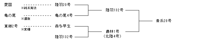 青系28号