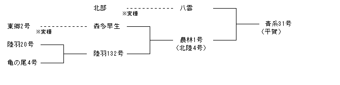 青系31号