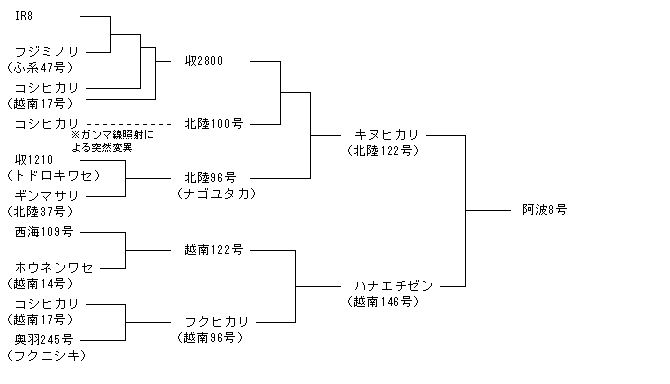 阿波8号