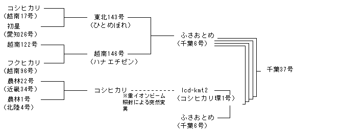 千葉37号