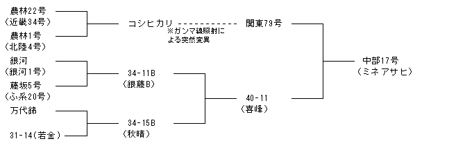 中部17号