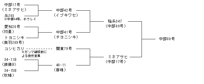 中部88号