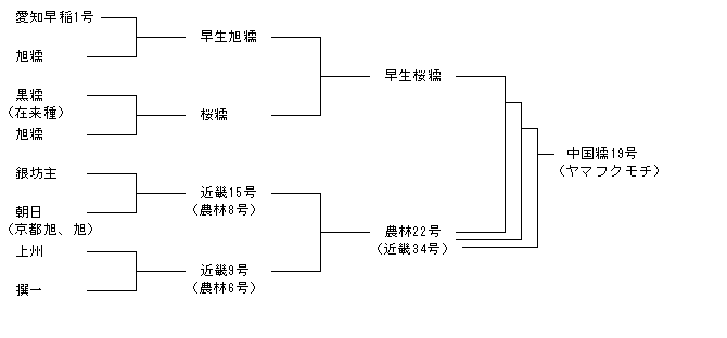中国糯19号