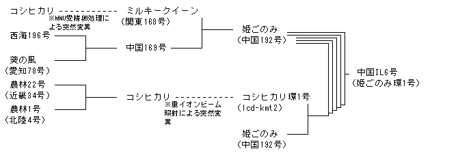 中国IL6号