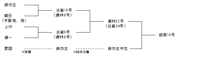 越南16号