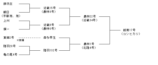 越南17号