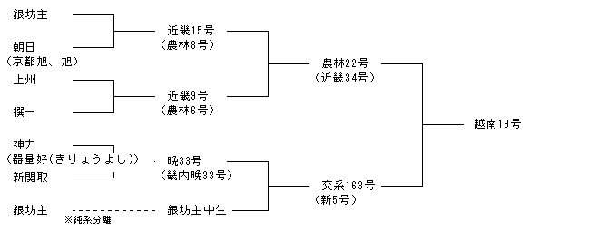 越南19号