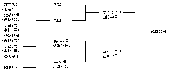 越南77号