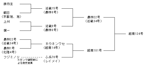 越南124号