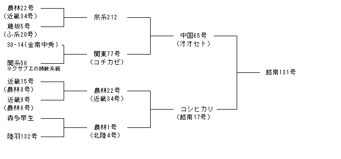越南131号