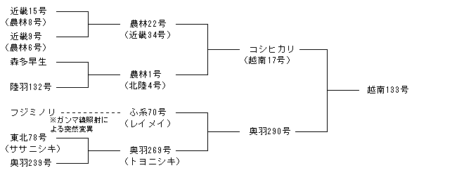 越南133号