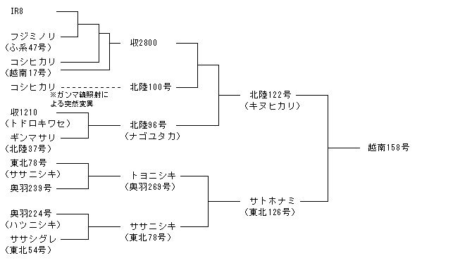 越南158号
