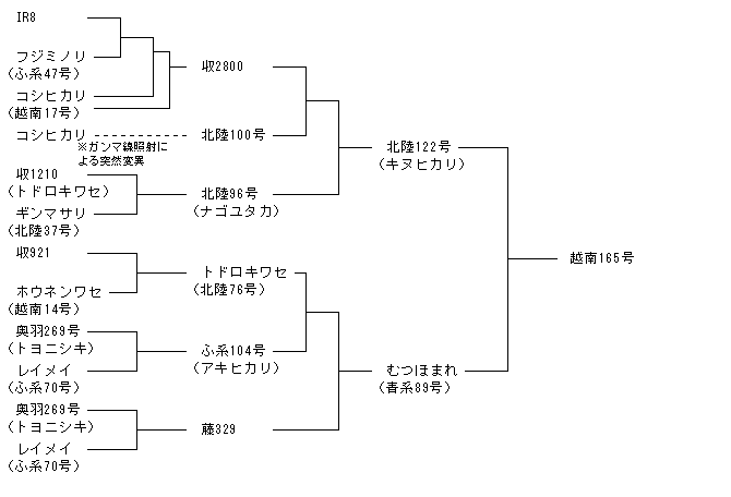 越南165号