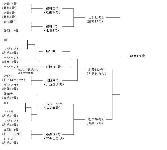越南173号