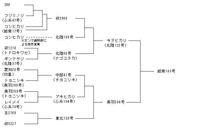 越南183号