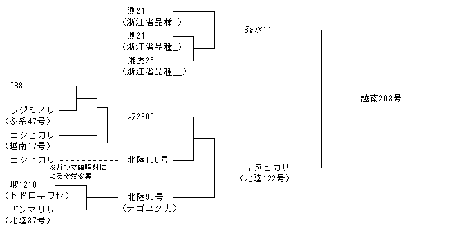 越南203号