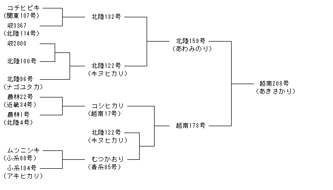 越南208号