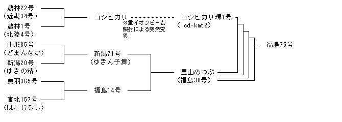 福島75号