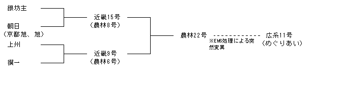 広系11号