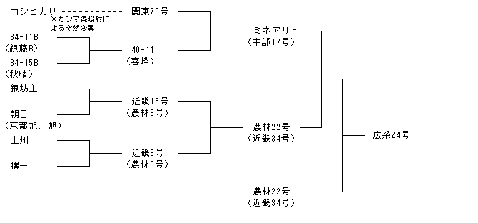 広系24号