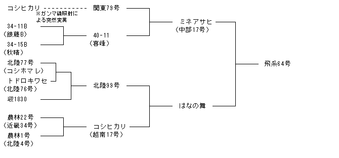 飛系64号