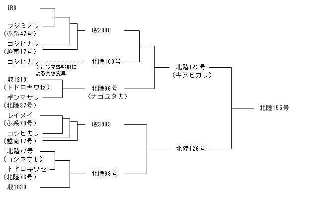 北陸155号