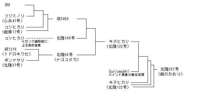 北陸207号