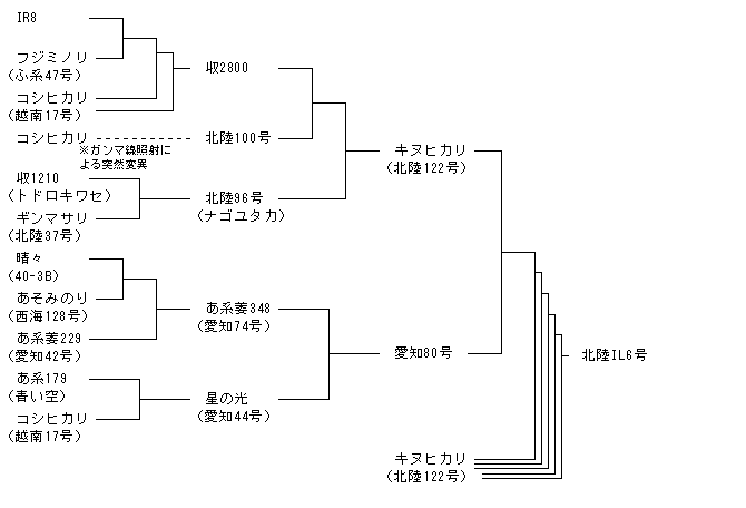 北陸IL6号
