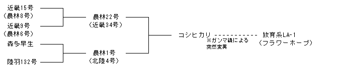 放育系LA-1