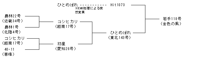 岩手118号