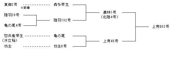 上育B32号