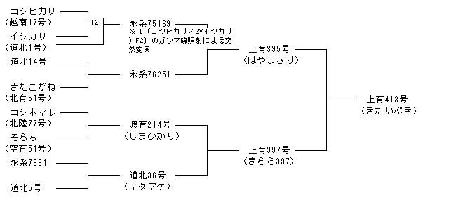 上育413号