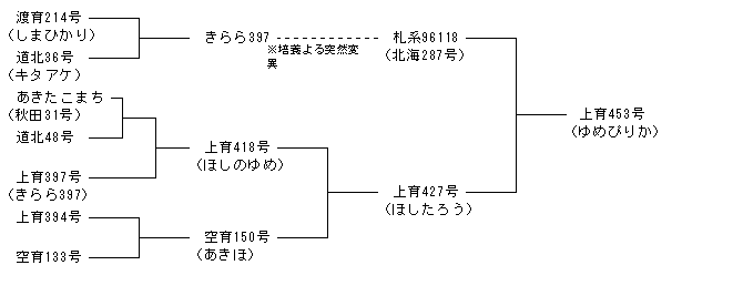上育453号