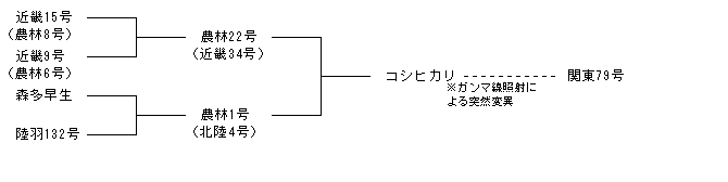 関東79号