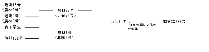 関東糯236号