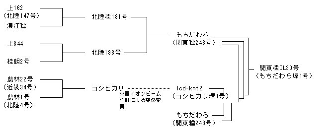 関東糯IL30号