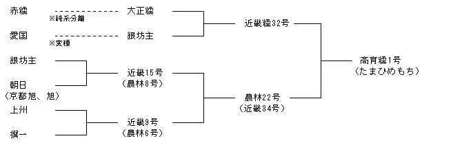 高育糯1号