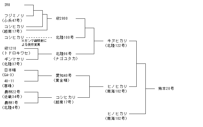 熊本20号