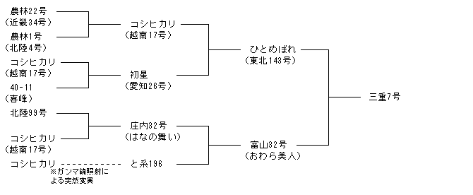 三重7号