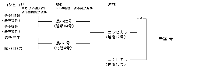 新福1号