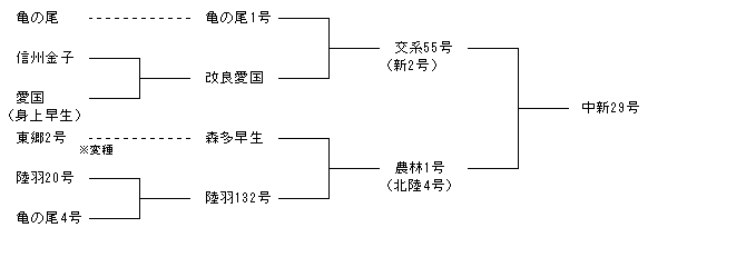 中新29号