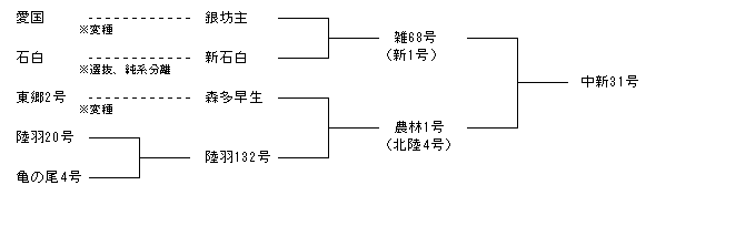 中新31号