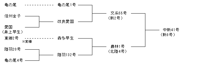 中新41号