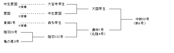 中新58号