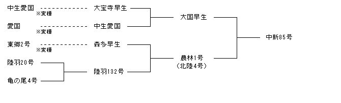 中新85号